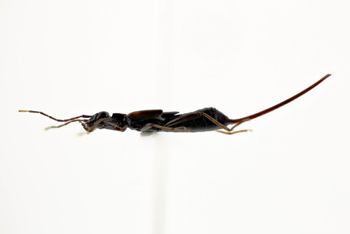 エゾハサミムシ　Eparchus yezoensis (Matsumura et Shiraki 1905)-3-3