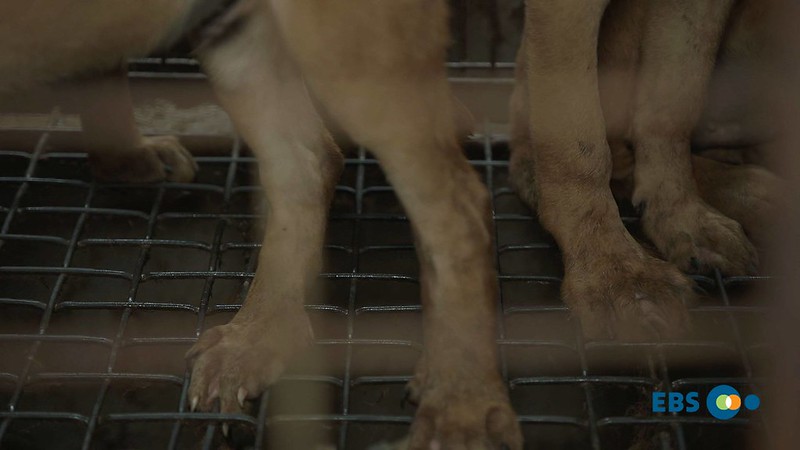 Korean EBS Documentary: The horrible reality of dog meat farms that you don’t know.