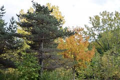 Fall at Île-de-la-Visitation park
