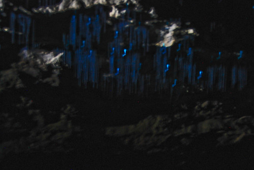 Glow worms, Waitomo Caves