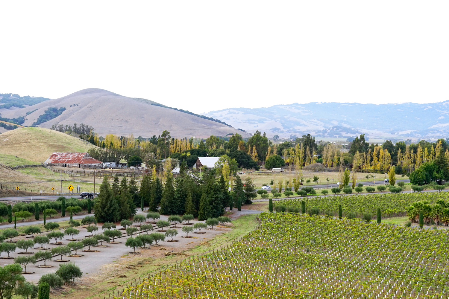 13viansa-winery-sonoma-vineyard-travel-landscape