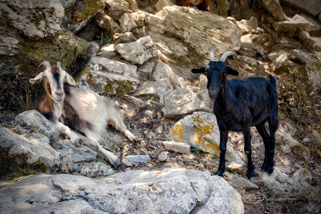 Goats on Mount Zas