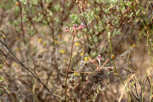 Pelargonium pilosellifolium
