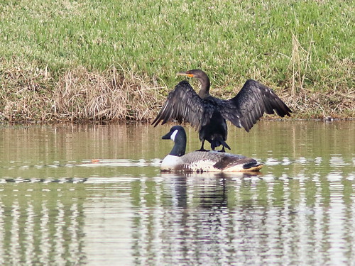 Double-crested Cormorant 3-20161127