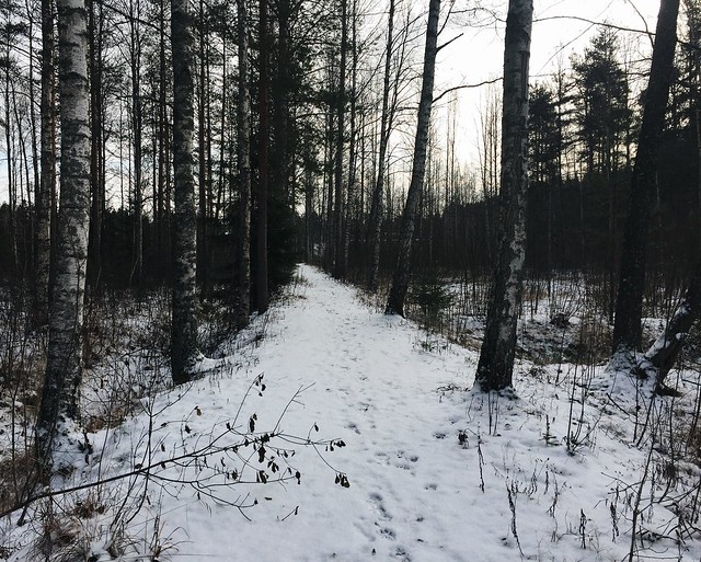 luonto, nature, metsä, forest, suomi, finland, talvi, winter, walking, kävellä, weekend, viikonloppu, lumi, snow, on the ground, kylmä pakkassää, cold fresh weather, 