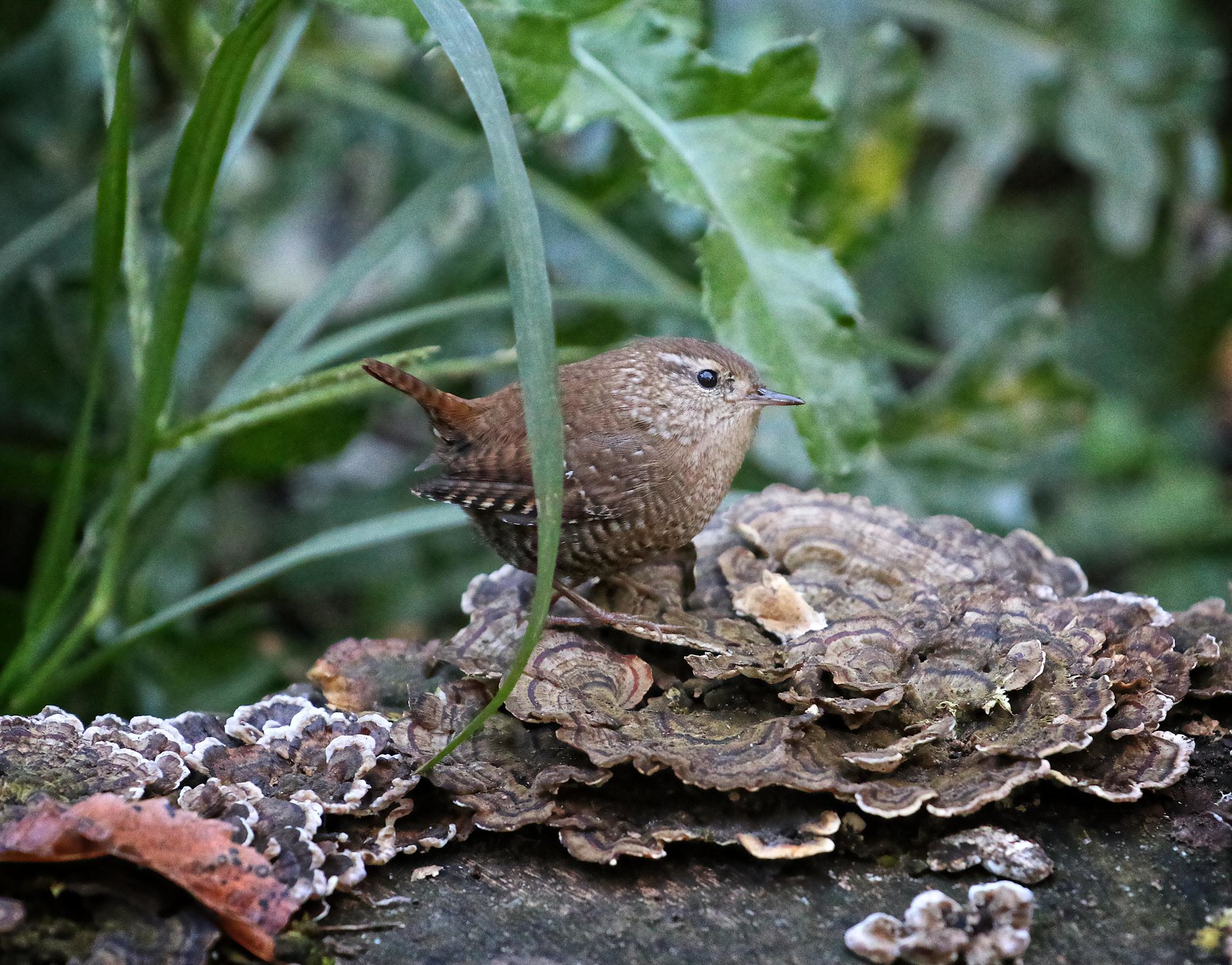 Winter wren