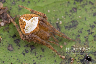 Orb Web Spider (Neoscona sp.) - DSC_5113