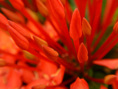 red Ixora flowers in Puerto Vallarta, Mexico