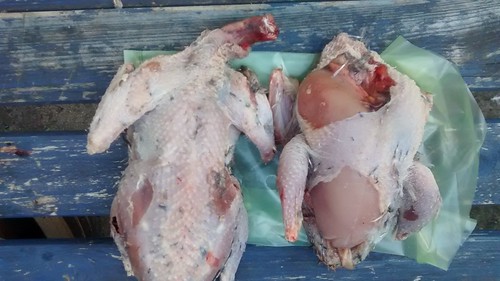 partridges plucked and gutted Oct 16