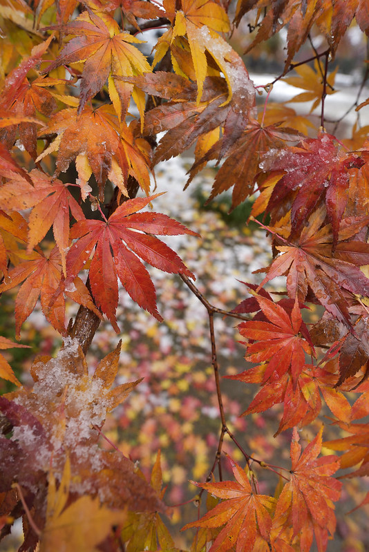 Autumn leaves and snow