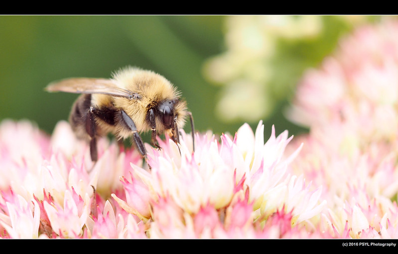 Bumblebee (Bombus sp.) visiting flowers