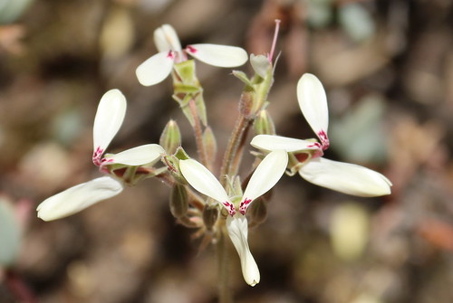 Pelargonium rapaceum, white-flowered form
