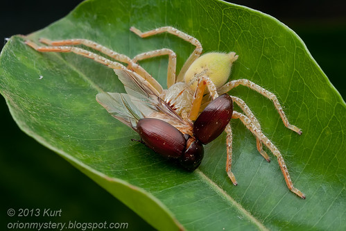 Huntsman spider with beetle prey IMG_3064 copy