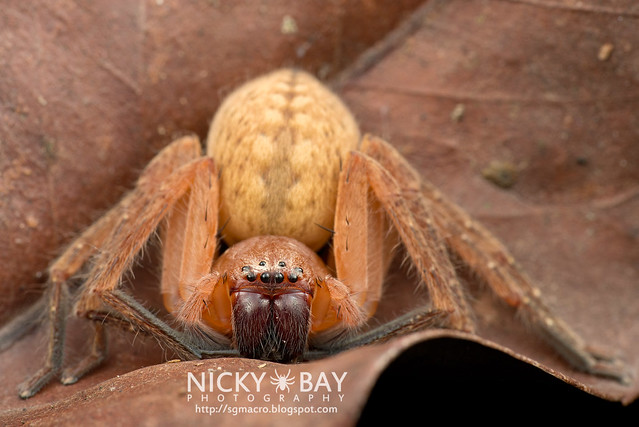 Huntsman Spider (Olios sp.) - DSC_1793