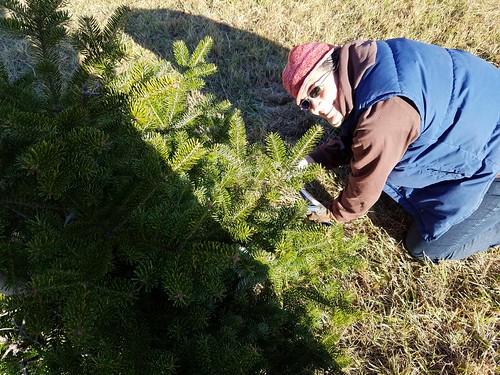 An Afternoon at the Christmas Tree Farm