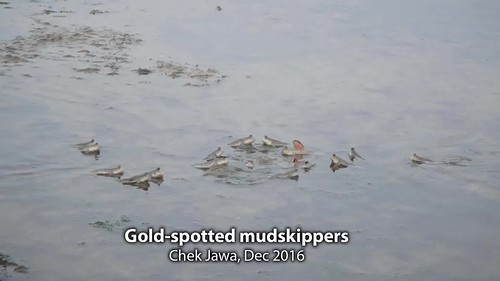 Gold-spotted mudskipper (Periophthalmus chrysospilos)