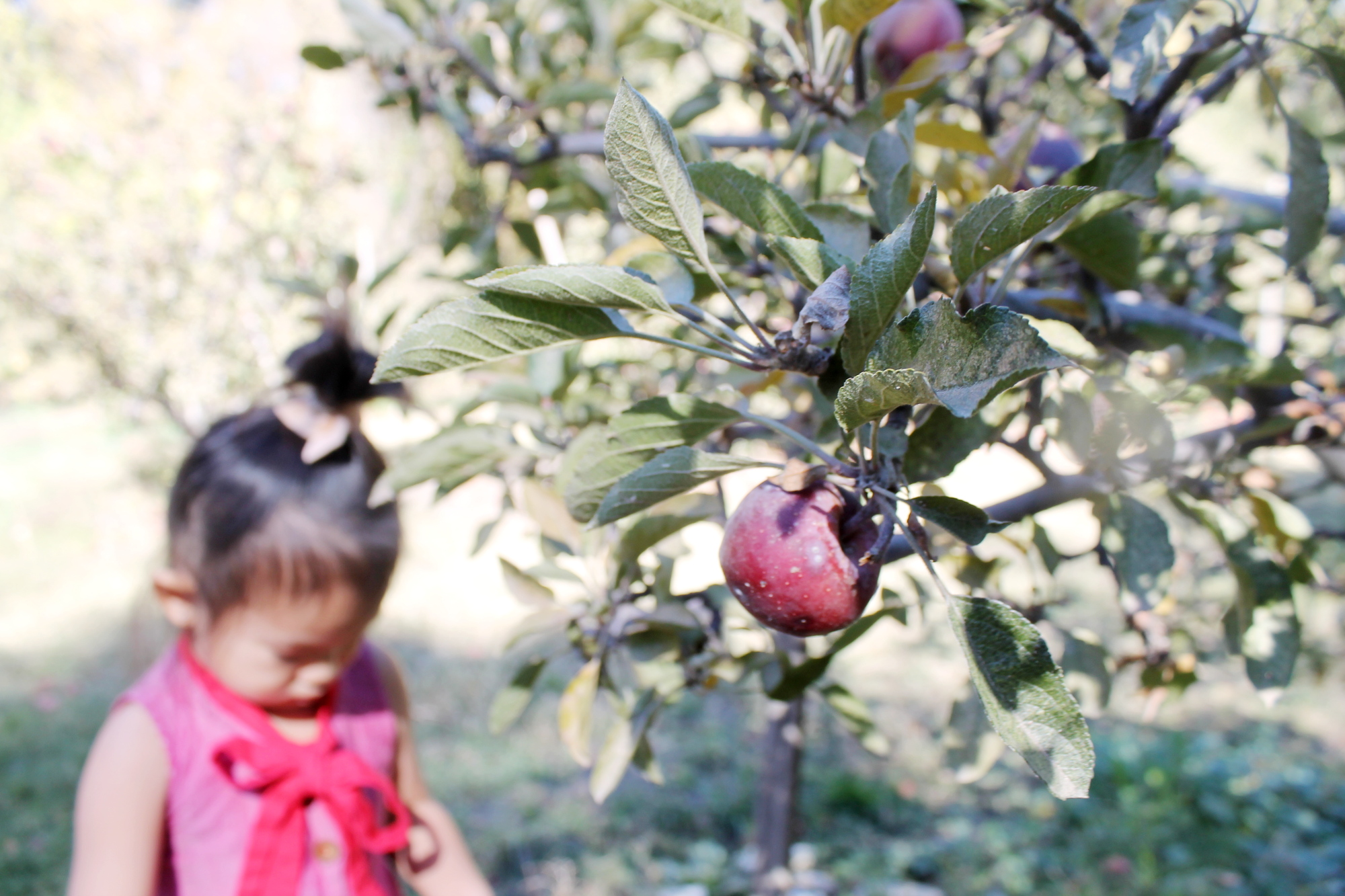 apple picking 2016