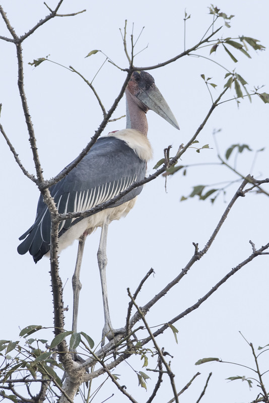 Marabou Stork    Gambia 2016
