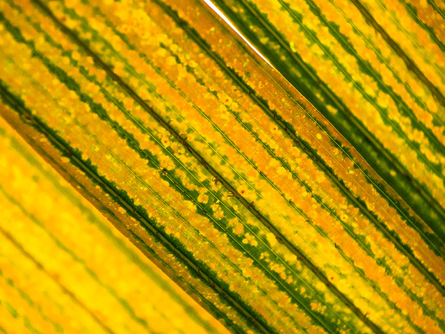 backlit leaves