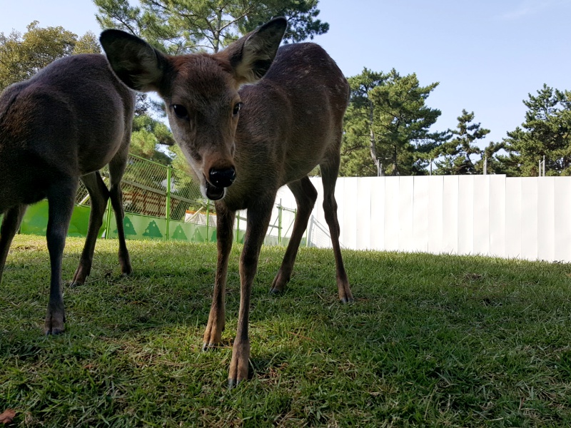 Nara Park deer