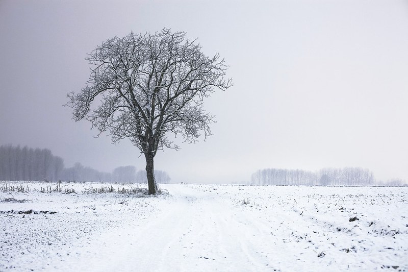 cold-snow-landscape-nature-large