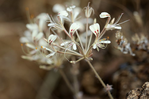 Pelargonium triandrum