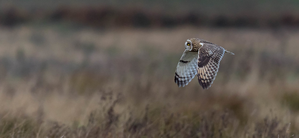 Short Eared Owl - Cambridgeshire