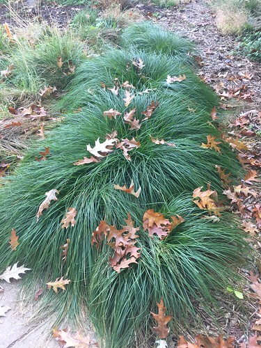 Carex pensylvanica UA gdn 10 30 16