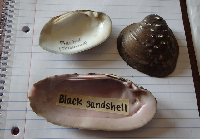 three half mussel shells, one facing up and two facing down on a table