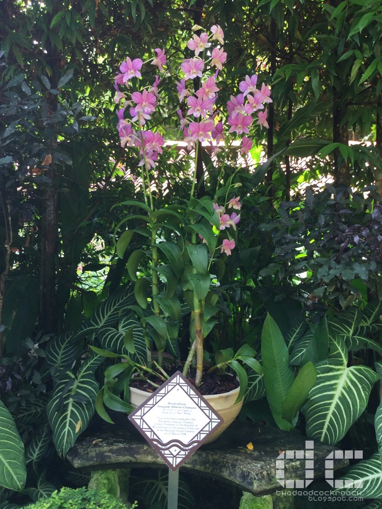 botanic garden, places of interest, singapore, singapore botanic garden, unesco,  where to go in singapore, national orchid garden,vip orchid garden,orchid