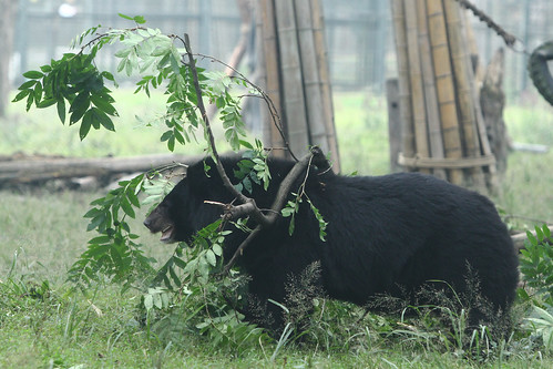 Wang Cai plays with branches 2