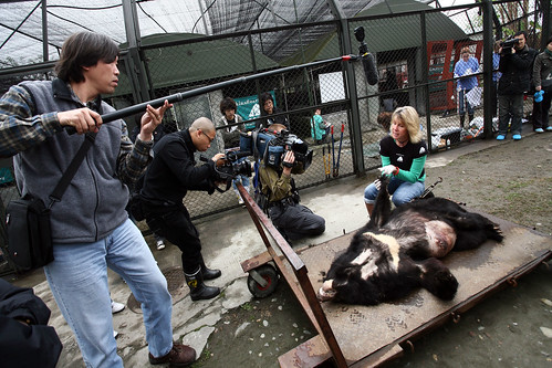 2008 china, jill shows rescued bears necrotic paw to Chinese media