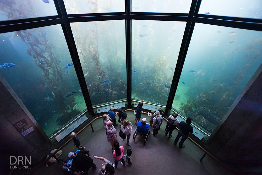 Monterey Bay Aquarium - 2016