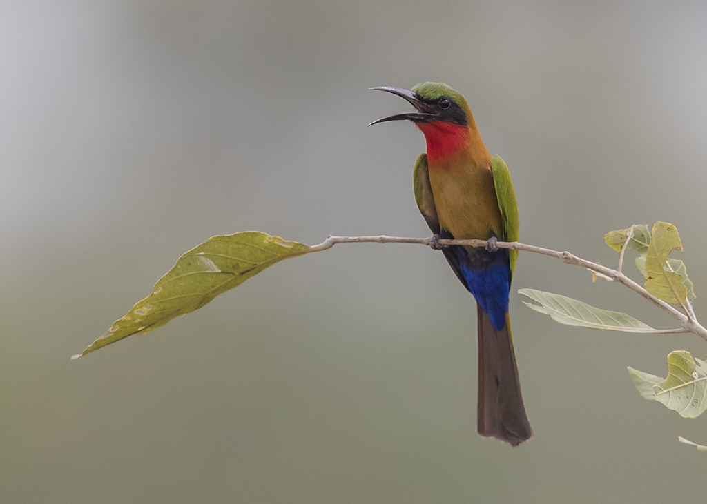 Red-throated Bee-eater  22016-11-10