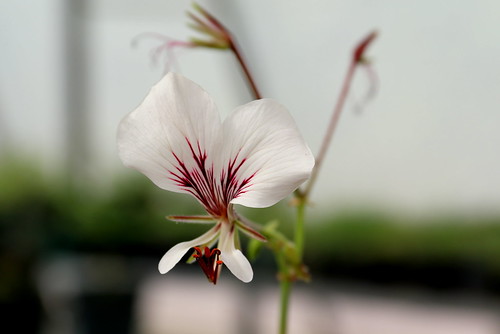 White-flowered form of Pelargonium tetragonum