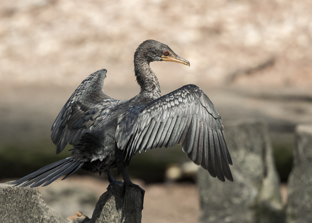 Long-tailed Cormorant The Gambia 2016-6