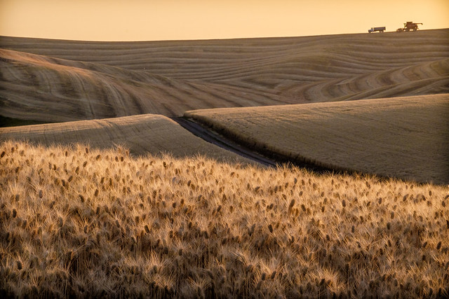 A Sky the Color of Wheat | The Palouse, WA