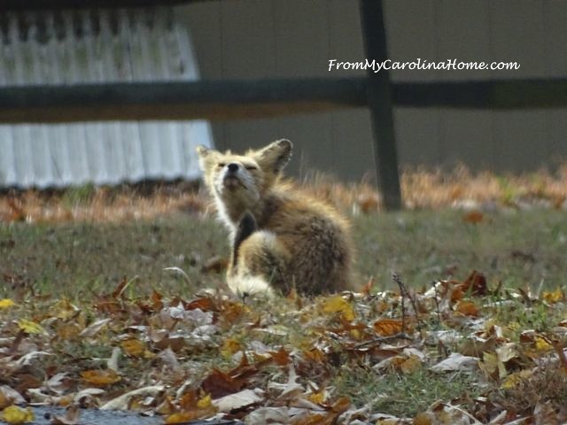 Fox visit November at From My Carolina Home