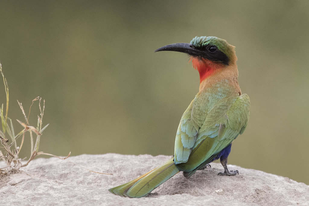Red-throated Bee-eater-7