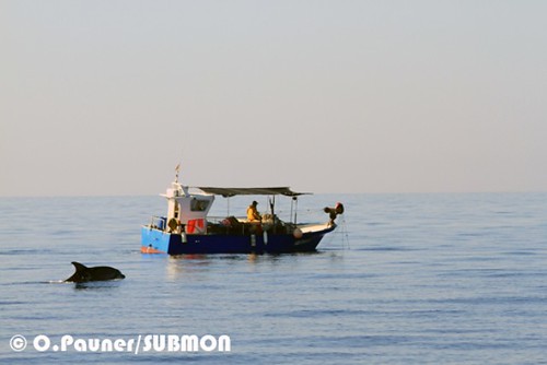 barca pesca delfin