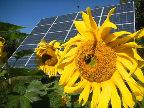 Sunflower Solar - foto di Sterling College