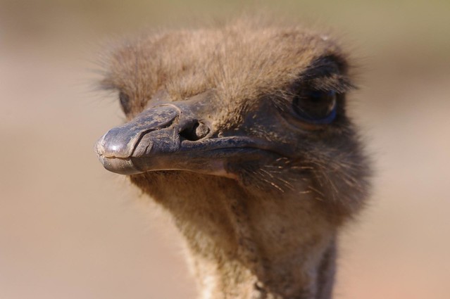 Ostrich head close up Eastern Cape-South Africa