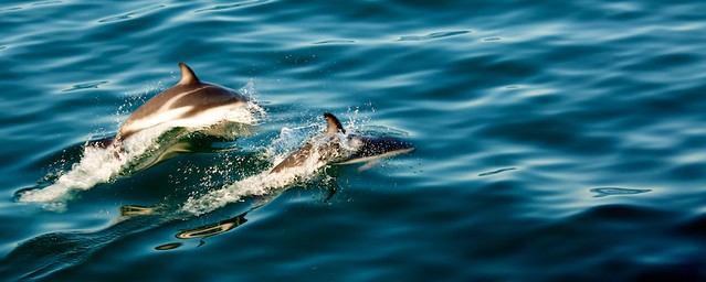 Kaikoura: dusky dolphins