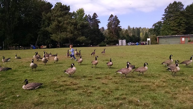 "Mommy, I'm going to pet the geese!"