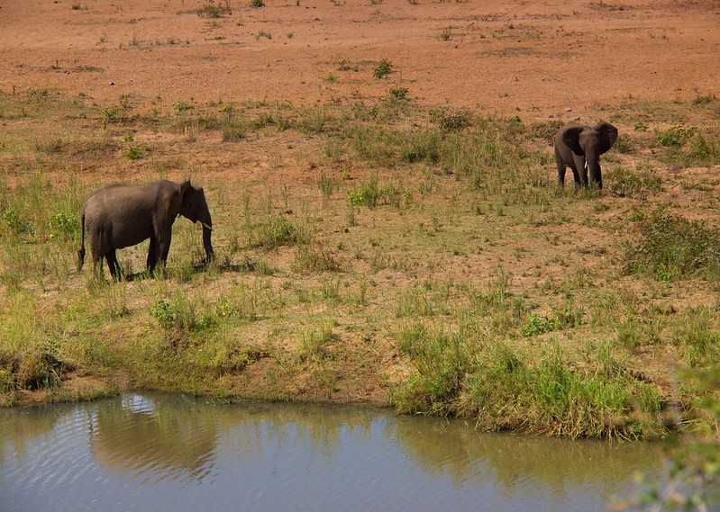 Kruger: Olifants, Letaba y salida por Phalaborwa - Por el norte de SUDÁFRICA. Montañas, playas, fauna y sus gentes (16)