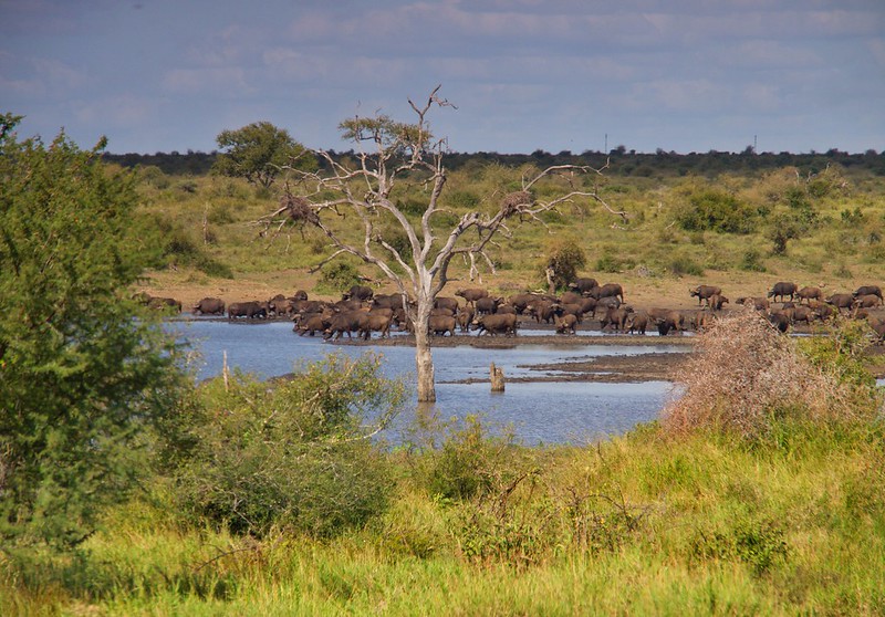 KRUGER: Persiguiendo leones. Morning Walk en Satara y atardecer en Olifants - Por el norte de SUDÁFRICA. Montañas, playas, fauna y sus gentes (14)