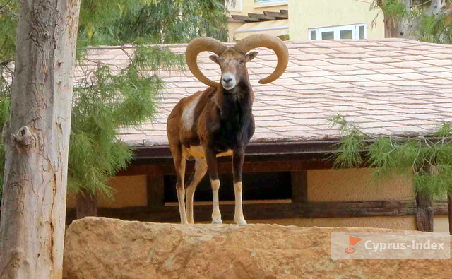 Лимассол Фото - Зоопарк в Муниципальном парке. Кипр
