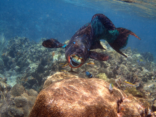 Roatan, Honduras West Bay snorkeling 
