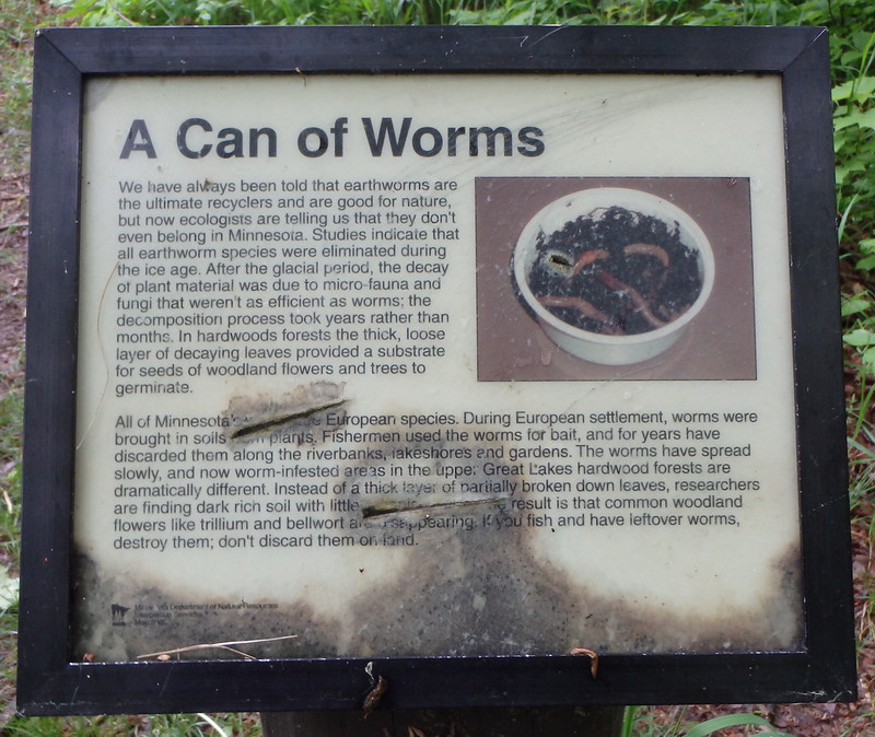 We have always been told that earthworms are good for nature, but ecologists now say they don't even belong in MN.