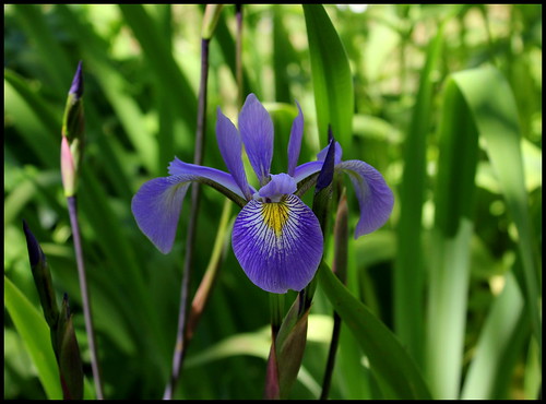 Iris x robusta (2)